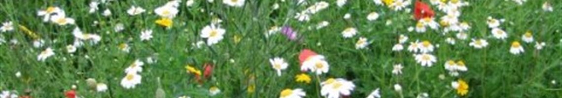 wildflower mix