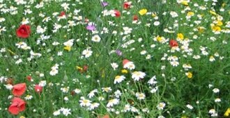 Wildflower Seed Mixtures