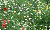 Wildflower Mix